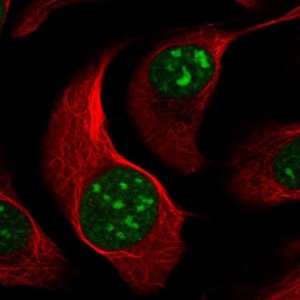 Anti-BMS1 antibody produced in rabbit 