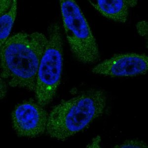Anti-BMT2 antibody produced in rabbit 