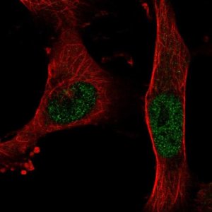Anti-BNC2 antibody produced in rabbit 