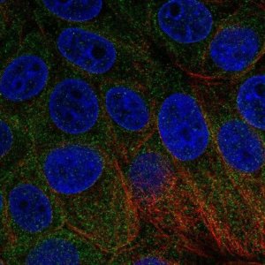 Anti-BNIP1 antibody produced in rabbit 