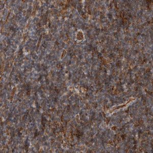 Anti-BNIP2 antibody produced in rabbit 