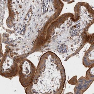 Anti-BNIP2 antibody produced in rabbit 