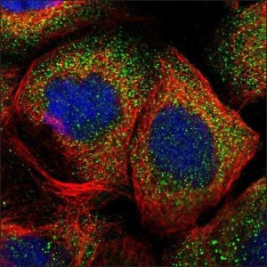 Anti-BNIPL antibody produced in rabbit HPA019946-100UL