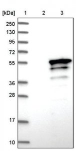Anti-BNIPL antibody produced in rabbit HPA019946-100UL