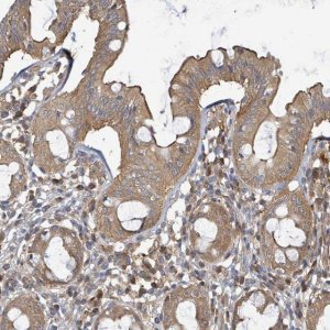 Anti-BOLA2 antibody produced in rabbit 