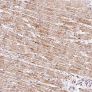 Anti-BOLA3 antibody produced in rabbit 