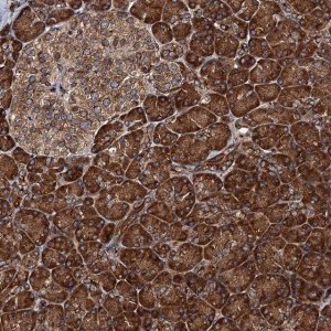 Anti-BORA antibody produced in rabbit 