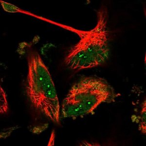 Anti-BORA antibody produced in rabbit 