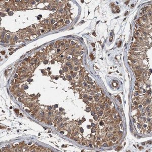 Anti-BORCS5 antibody produced in rabbit 