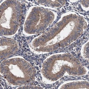 Anti-BORCS5 antibody produced in rabbit 