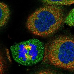 Anti-BORCS6 antibody produced in rabbit 