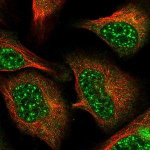 Anti-BORCS7 antibody produced in rabbit 