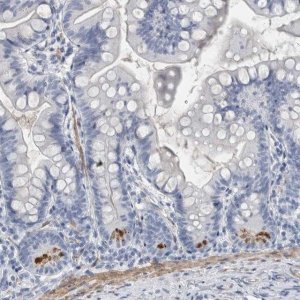 Anti-BPIFB1 antibody produced in rabbit 