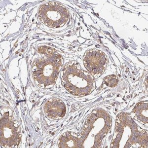 Anti-BPIFB3 antibody produced in rabbit 