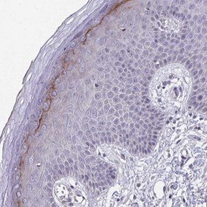 Anti-BPIFC antibody produced in rabbit 