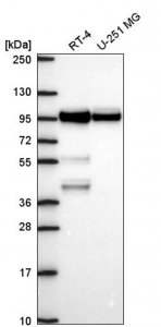 Anti-BRAF antibody produced in rabbit 