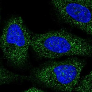Anti-BRAP antibody produced in rabbit 