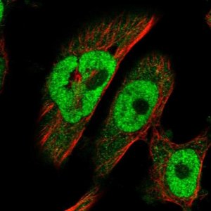 Anti-BRCA2 antibody produced in rabbit 