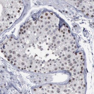 Anti-BRD1 antibody produced in rabbit 