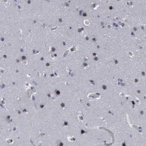 Anti-BRD1 antibody produced in rabbit 