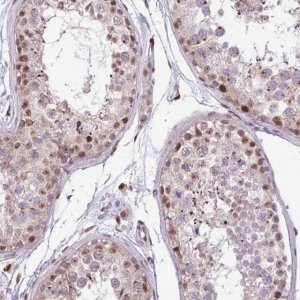 Anti-BRD3 antibody produced in rabbit 