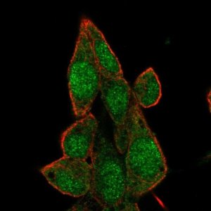 Anti-BRD7 antibody produced in rabbit 