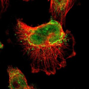 Anti-BRD8 antibody produced in rabbit 