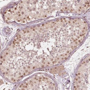 Anti-BRD9 antibody produced in rabbit 