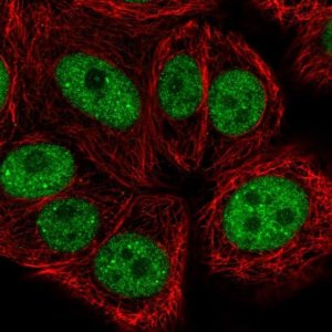 Anti-BRF1 antibody produced in rabbit HPA051918-100UL