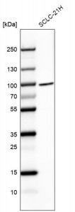 Anti-BRF1 antibody produced in rabbit HPA051918-100UL