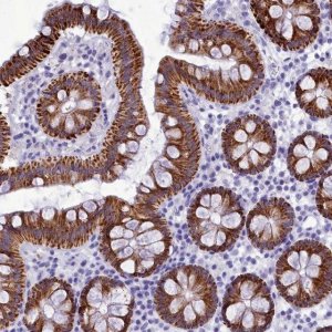 Anti-BRI3 antibody produced in rabbit 