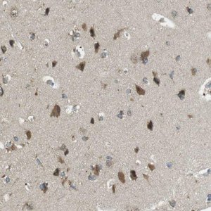 Anti-BRI3BP antibody produced in rabbit 
