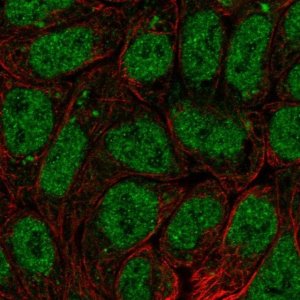 Anti-BRI3BP antibody produced in rabbit 