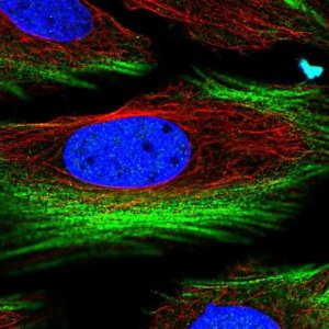 Anti-BRICD5 antibody produced in rabbit 