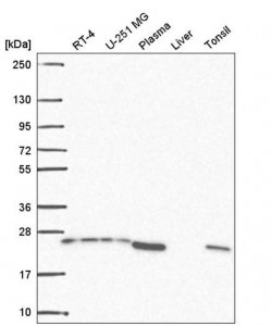 Anti-BRICD5 antibody produced in rabbit 