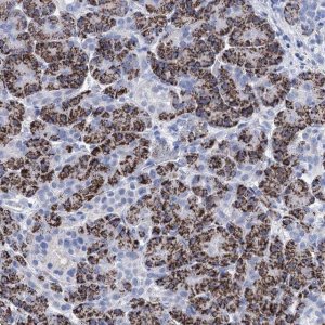 Anti-BRINP1 antibody produced in rabbit 