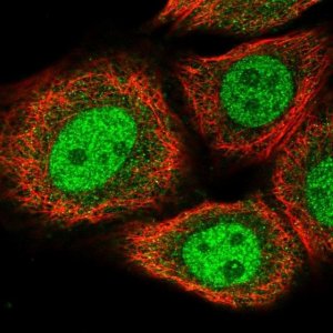 Anti-BRMS1L antibody produced in rabbit 