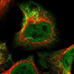 Anti-BRPF3 antibody produced in rabbit 