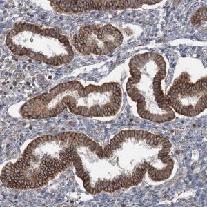 Anti-BRWD1 antibody produced in rabbit HPA030945-100UL