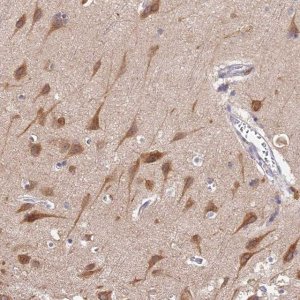 Anti-BSCL2 antibody produced in rabbit 