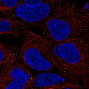 Anti-BSG antibody produced in rabbit 