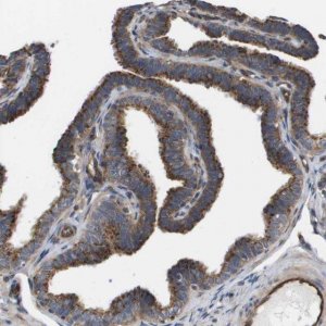 Anti-BST2 antibody produced in rabbit 