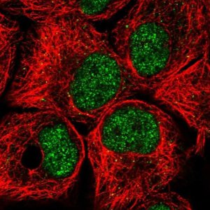 Anti-BTAF1 antibody produced in rabbit 