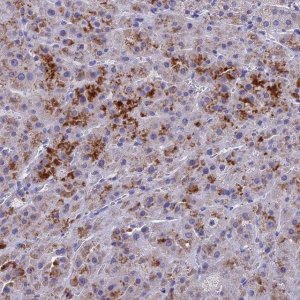 Anti-BTBD19 antibody produced in rabbit 