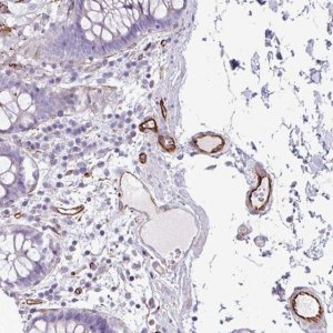 Anti-BTD antibody produced in rabbit 