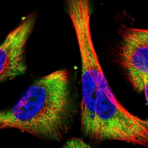 Anti-BTF3 antibody produced in rabbit HPA056420-100UL