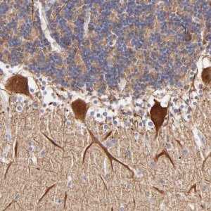 Anti-BTG2 antibody produced in rabbit 