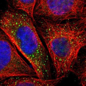Anti-BTG2 antibody produced in rabbit 