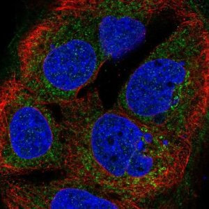Anti-BTG4 antibody produced in rabbit 