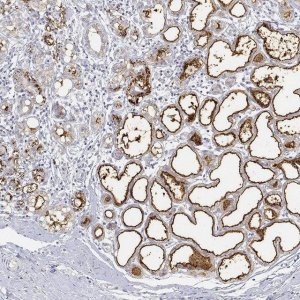 Anti-BTN1A1 antibody produced in rabbit 